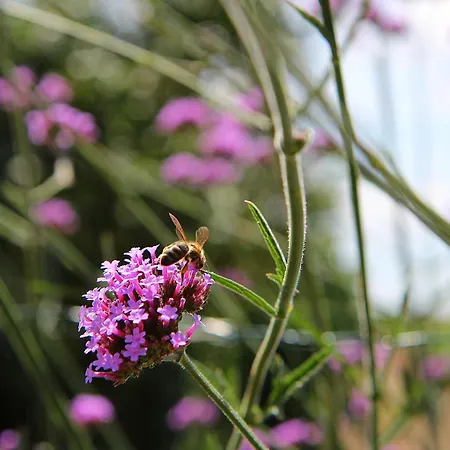 Somers Bed & Breakfast 4*