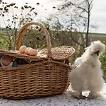 Bed & Breakfast Somers Loft Zuid-Beijerland